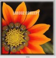 /album/photo-gallery-canvas-uri/decoratiuni-de-perete-canvas-lc-0362-jpg/